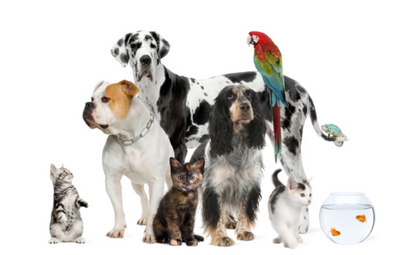 Pets